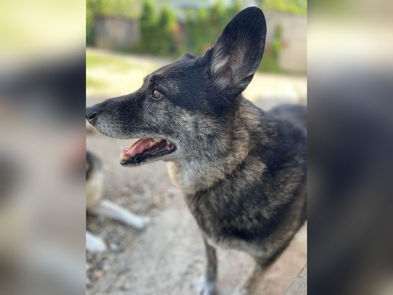 Wer gibt dem älteren Boris eine Chance auf ein Zuhause?