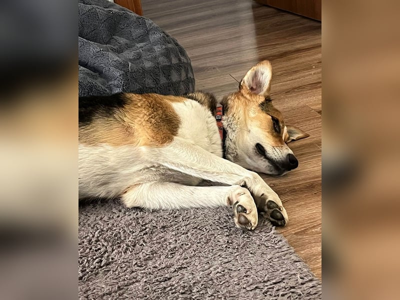 Goldige Alba sucht ihr eigenes Körbchen