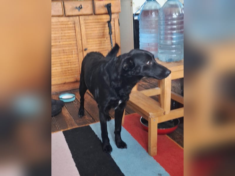 Hübsche Margo sucht ihr Körbchen