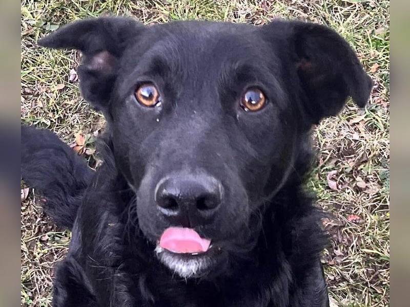Hübsche Margo sucht ihr Körbchen