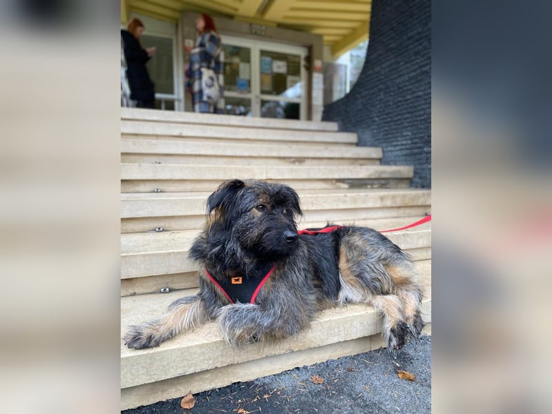 Wuscheliger Grey sucht seine Familie