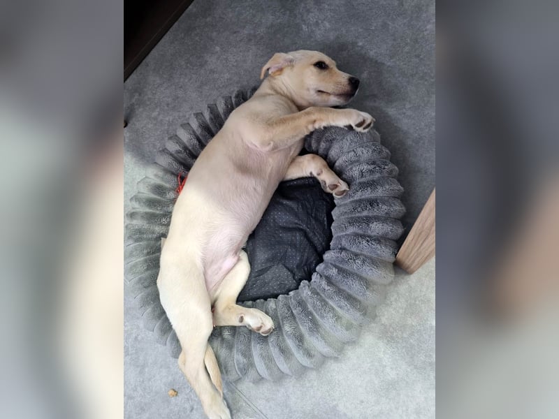 Knuffiger Benito sucht liebe Menschen