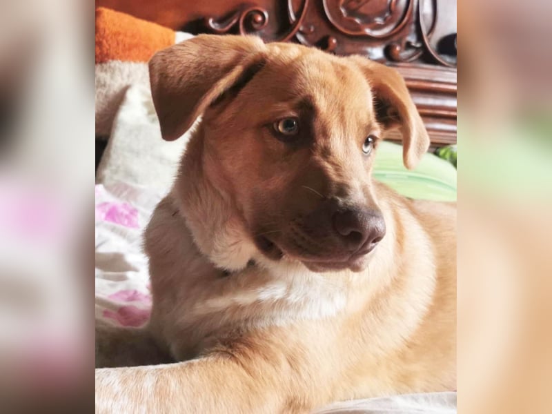 Knuffiger Toby sucht seine Familie