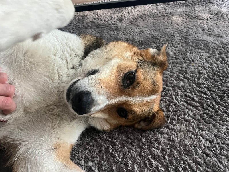 Goldige Alba sucht ihr eigenes Körbchen