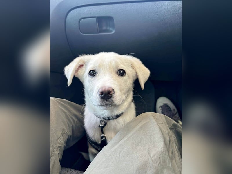 Goldiger Sully sucht liebe Menschen