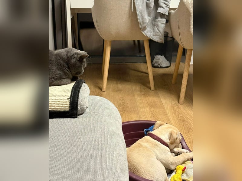 Knuffiger Benito sucht liebe Menschen