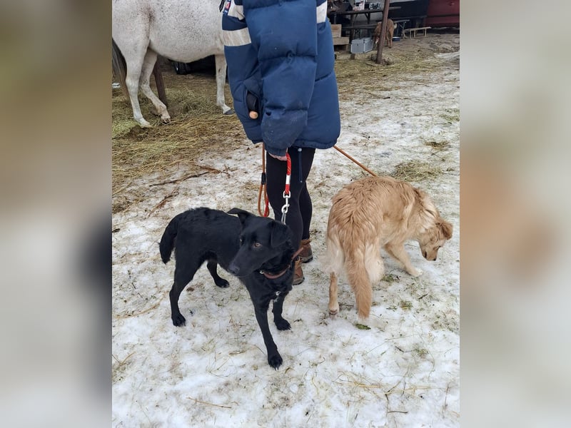 Hübsche Margo sucht ihr Körbchen