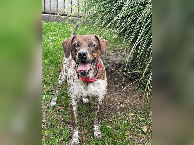 Stella hat schon viel dazu gelernt, wer gibt ihr ein Zuhause?