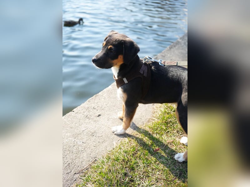 Knuffiger Boston sucht seine Familie
