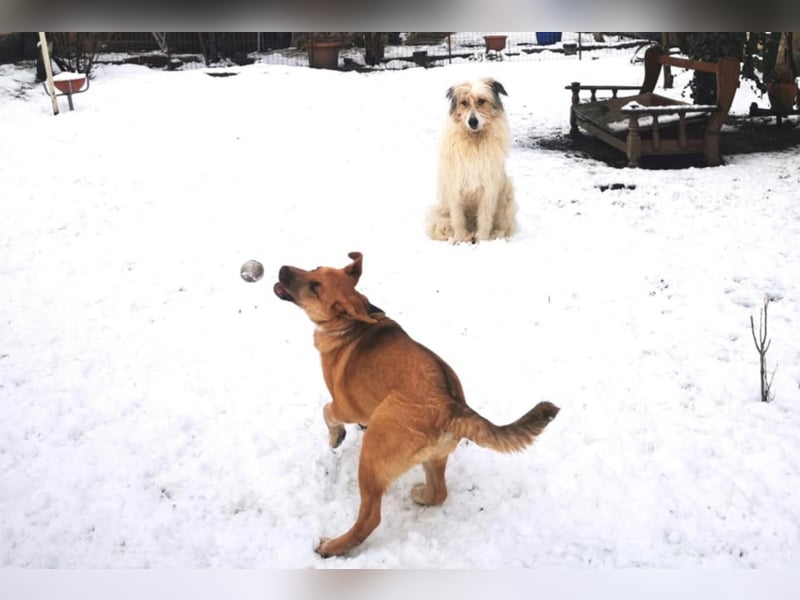 Knuffiger Toby sucht seine Familie
