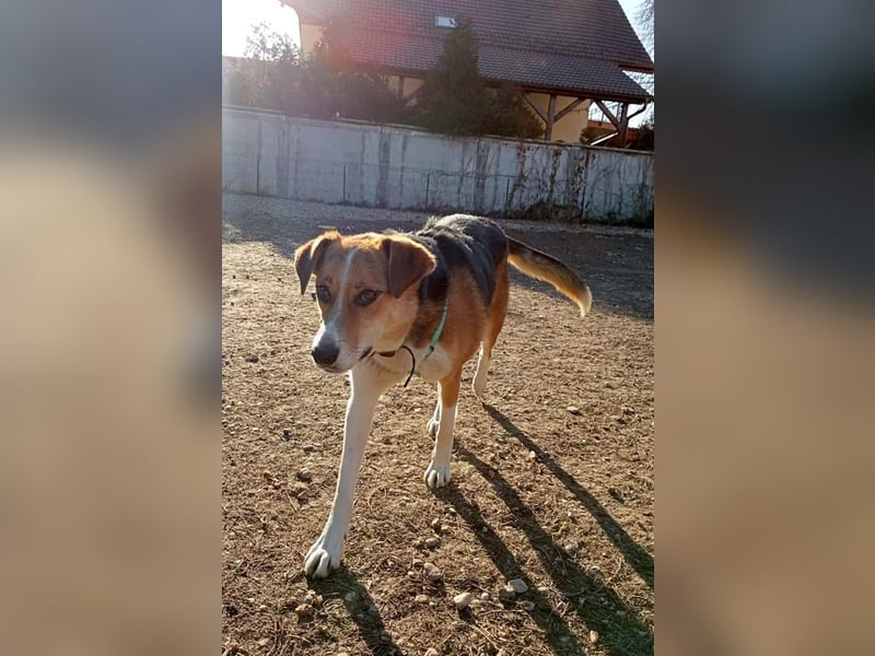 Goldige Alba sucht ihr eigenes Körbchen