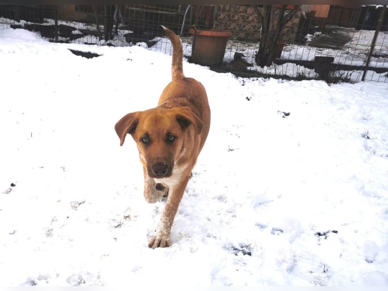 Knuffiger Toby sucht seine Familie