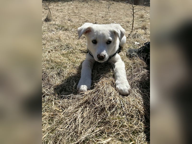 Goldiger Sully sucht liebe Menschen