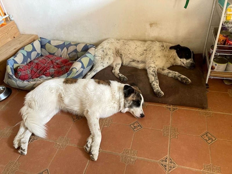 Große Monnie sucht passendes Körbchen