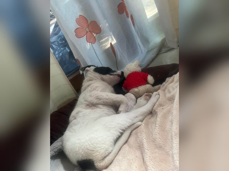 Goldige Melba sucht ihr eigenes Körbchen