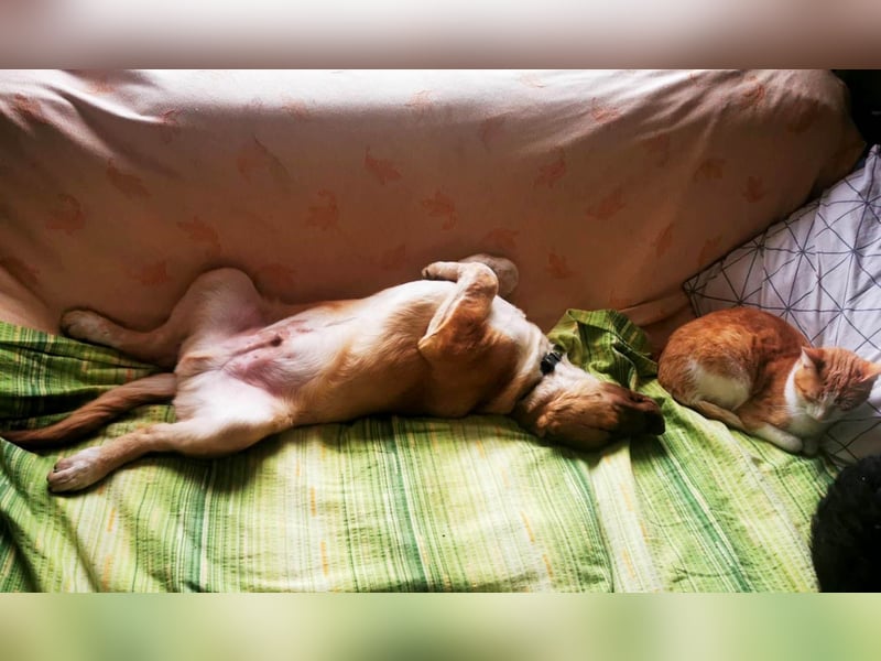 Knuffiger Toby sucht seine Familie