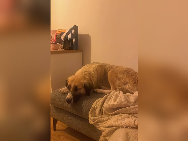 Große Odette sucht ihr eigenes Zuhause