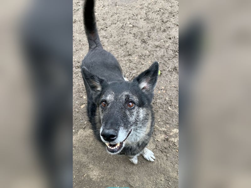 Wer gibt dem älteren Boris eine Chance auf ein Zuhause?