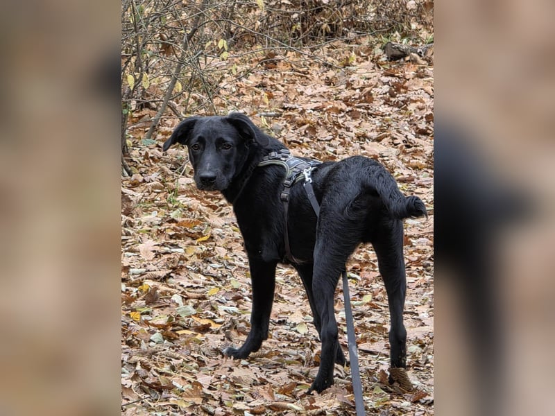 Süßer Paddy sucht seine Familie