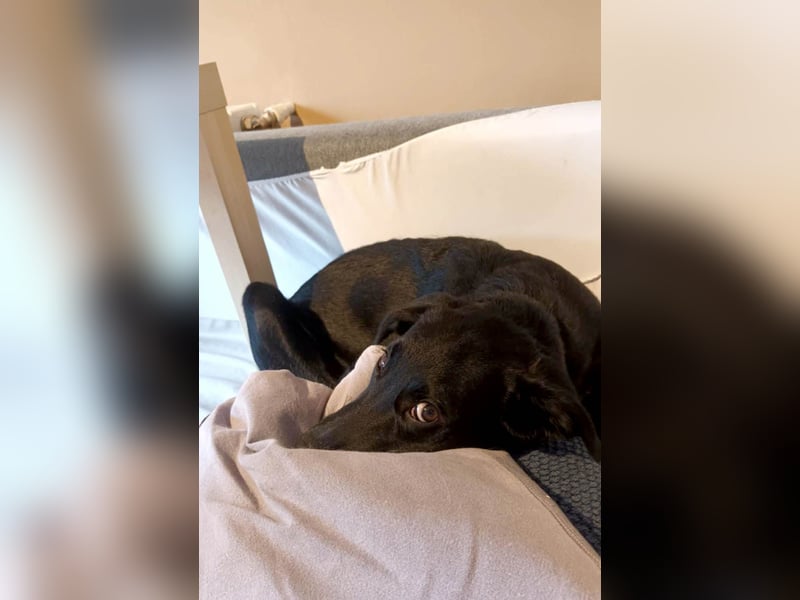 Süßer Paddy sucht seine Familie