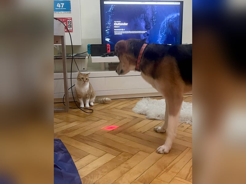 Goldige Alba sucht ihr eigenes Körbchen