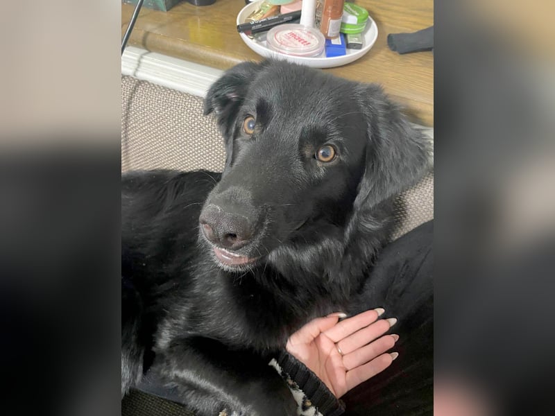 Aktiver Rollo sucht liebevolle und konsequente Menschen