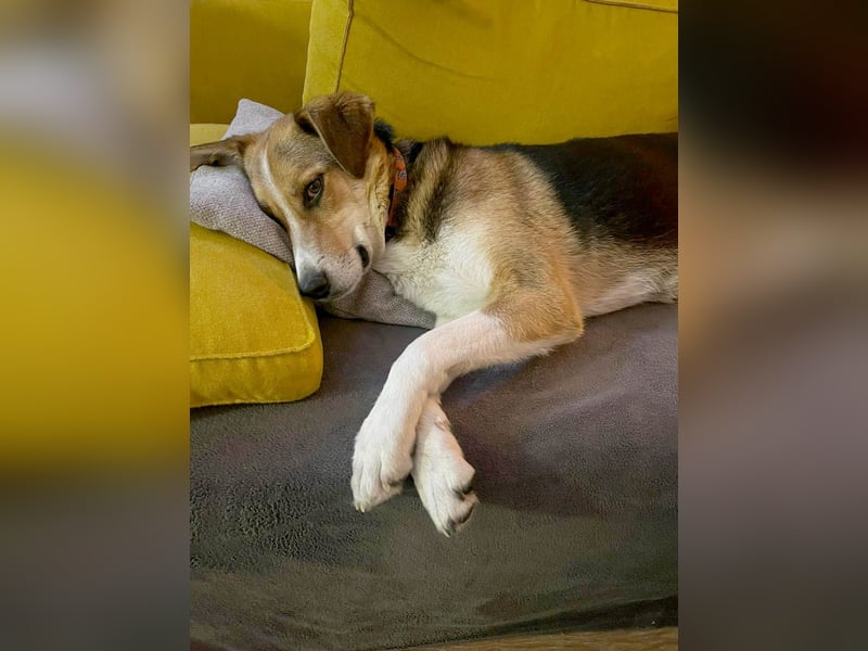 Goldige Alba sucht ihr eigenes Körbchen