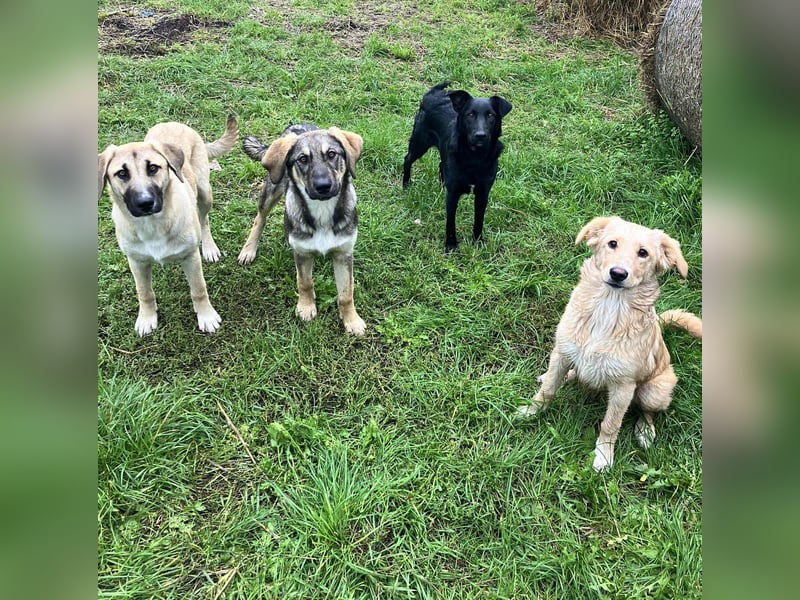Hübsche Margo sucht ihr Körbchen