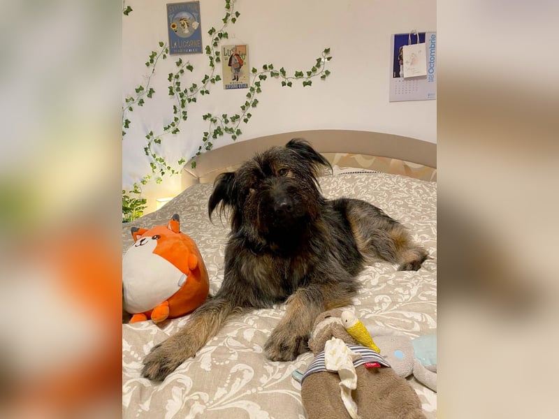 Wuscheliger Grey sucht seine Familie