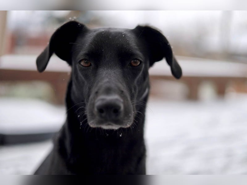 Wunderschöne Mai sucht ihre Familie