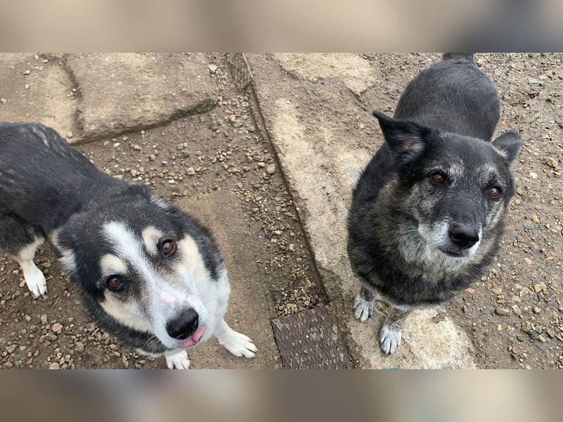 Wer gibt dem älteren Boris eine Chance auf ein Zuhause?