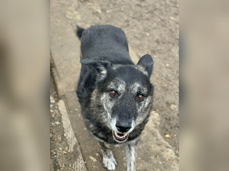 Wer gibt dem älteren Boris eine Chance auf ein Zuhause?