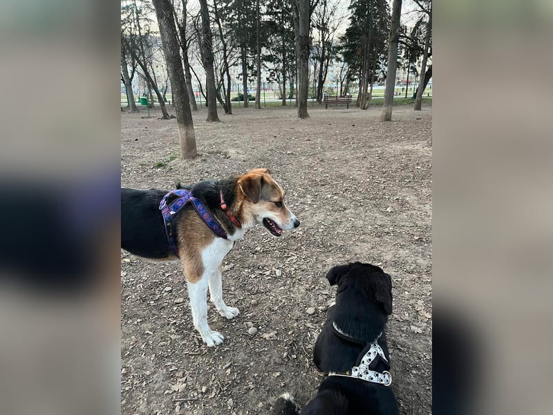 Goldige Alba sucht ihr eigenes Körbchen
