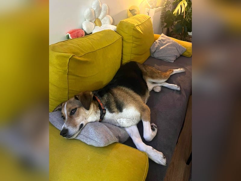 Goldige Alba sucht ihr eigenes Körbchen