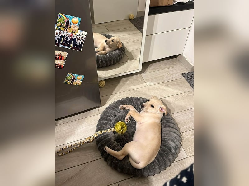 Knuffiger Benito sucht liebe Menschen