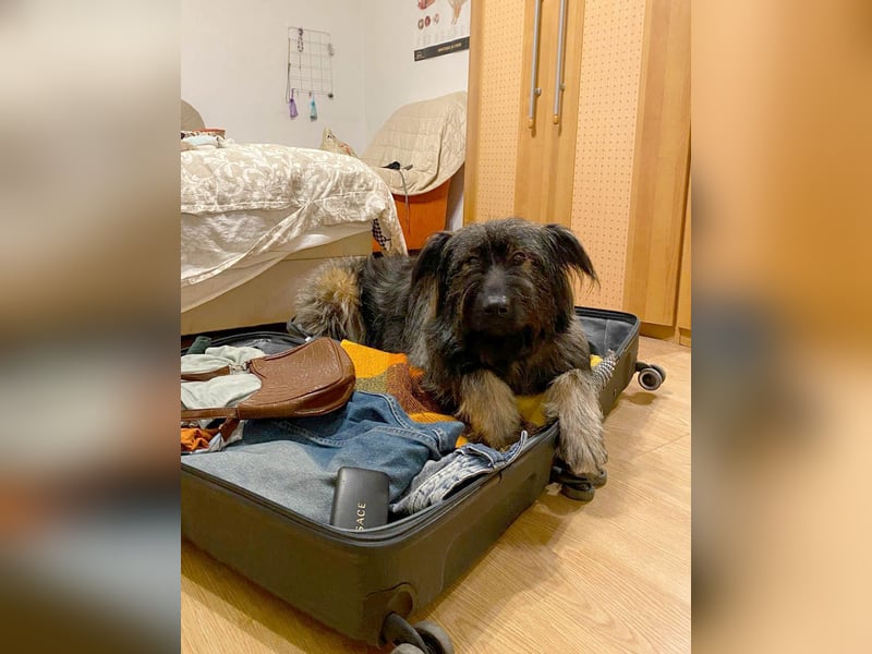 Wuscheliger Grey sucht seine Familie