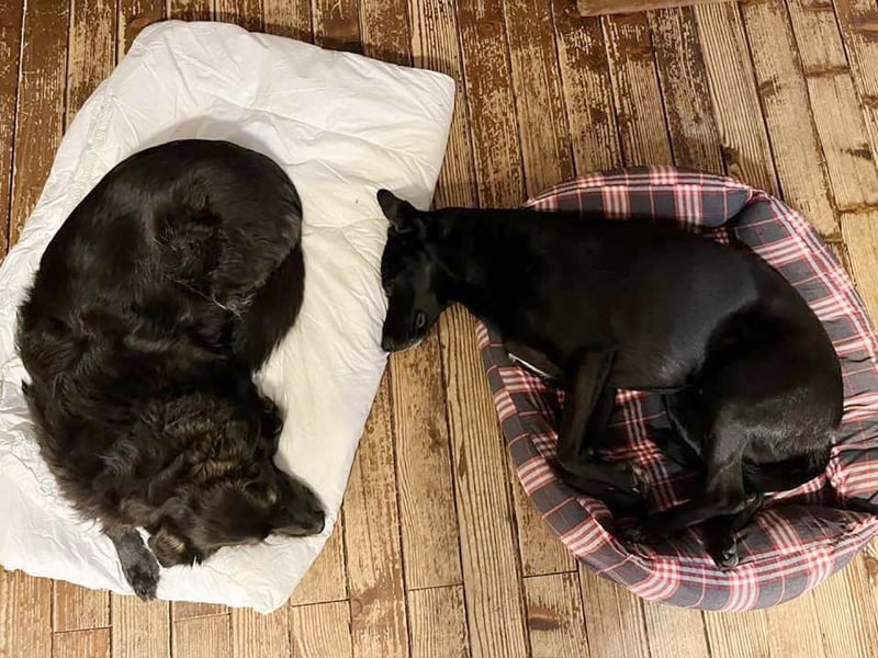 Wunderschöne Mai sucht ihre Familie