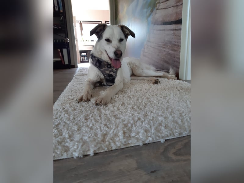 Letizia: Traumhund für sportliche Menschen