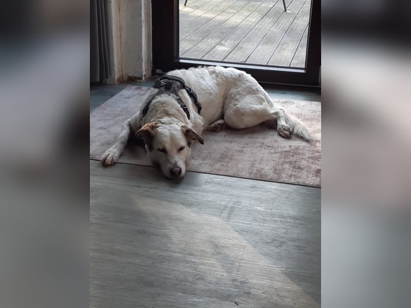 Letizia: Traumhund für sportliche Menschen