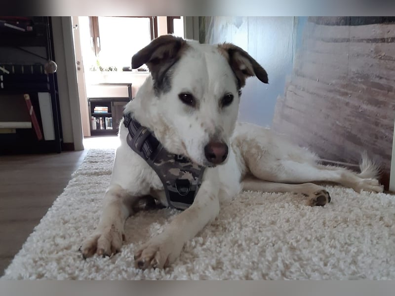 Letizia: Traumhund für sportliche Menschen