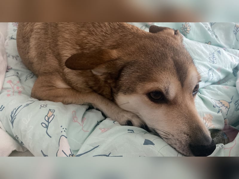 Der liebevolle Tiernotrettungs Hund Chappy sucht ein Zuhause