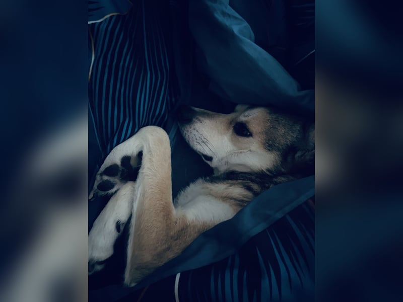 Der liebevolle Tiernotrettungs Hund Chappy sucht ein Zuhause