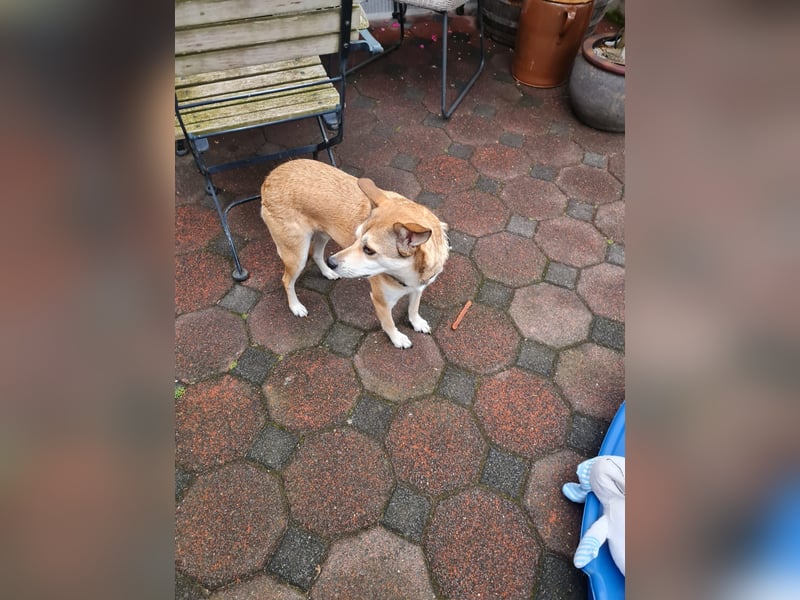 Der liebevolle Tiernotrettungs Hund Chappy sucht ein Zuhause