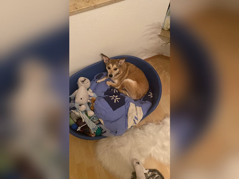 Der liebevolle Tiernotrettungs Hund Chappy sucht ein Zuhause