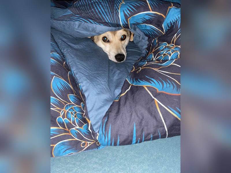 Der liebevolle Tiernotrettungs Hund Chappy sucht ein Zuhause
