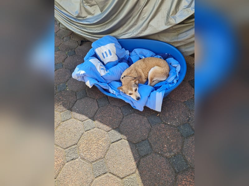Der liebevolle Tiernotrettungs Hund Chappy sucht ein Zuhause