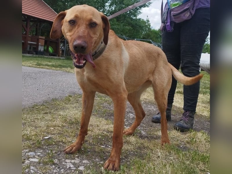 Boburék, evtl. Labrador-Mix, ist aktiv und wasserbegeistert !