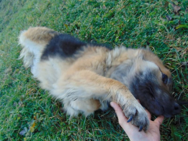 JESSY *bei unserer Pflegestelle in 46286 Dorsten*