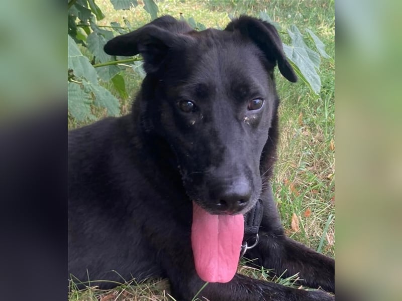 Aktiver Rolly sucht unternehmungslustige Halter, die ihn körperlich und geistig auslasten !