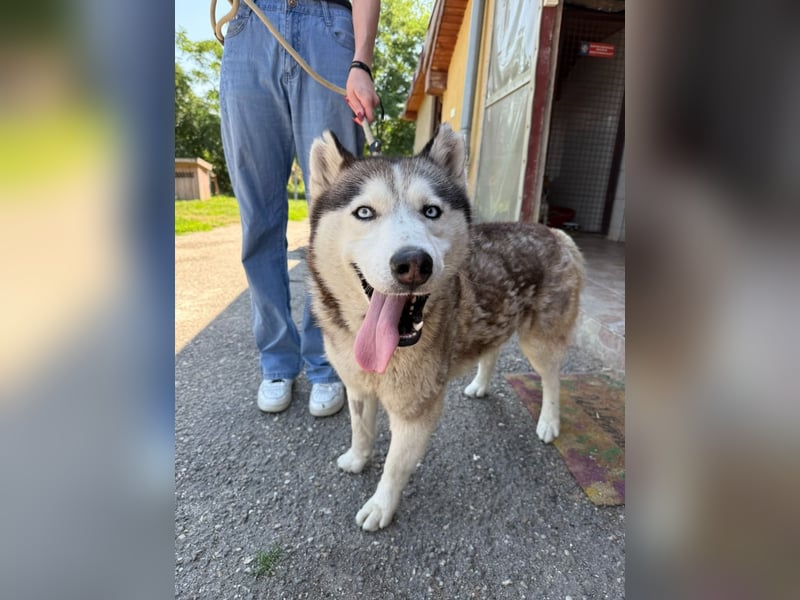 Wasserbegeisteter Husky Hektor such seine "für immer" Menschen !